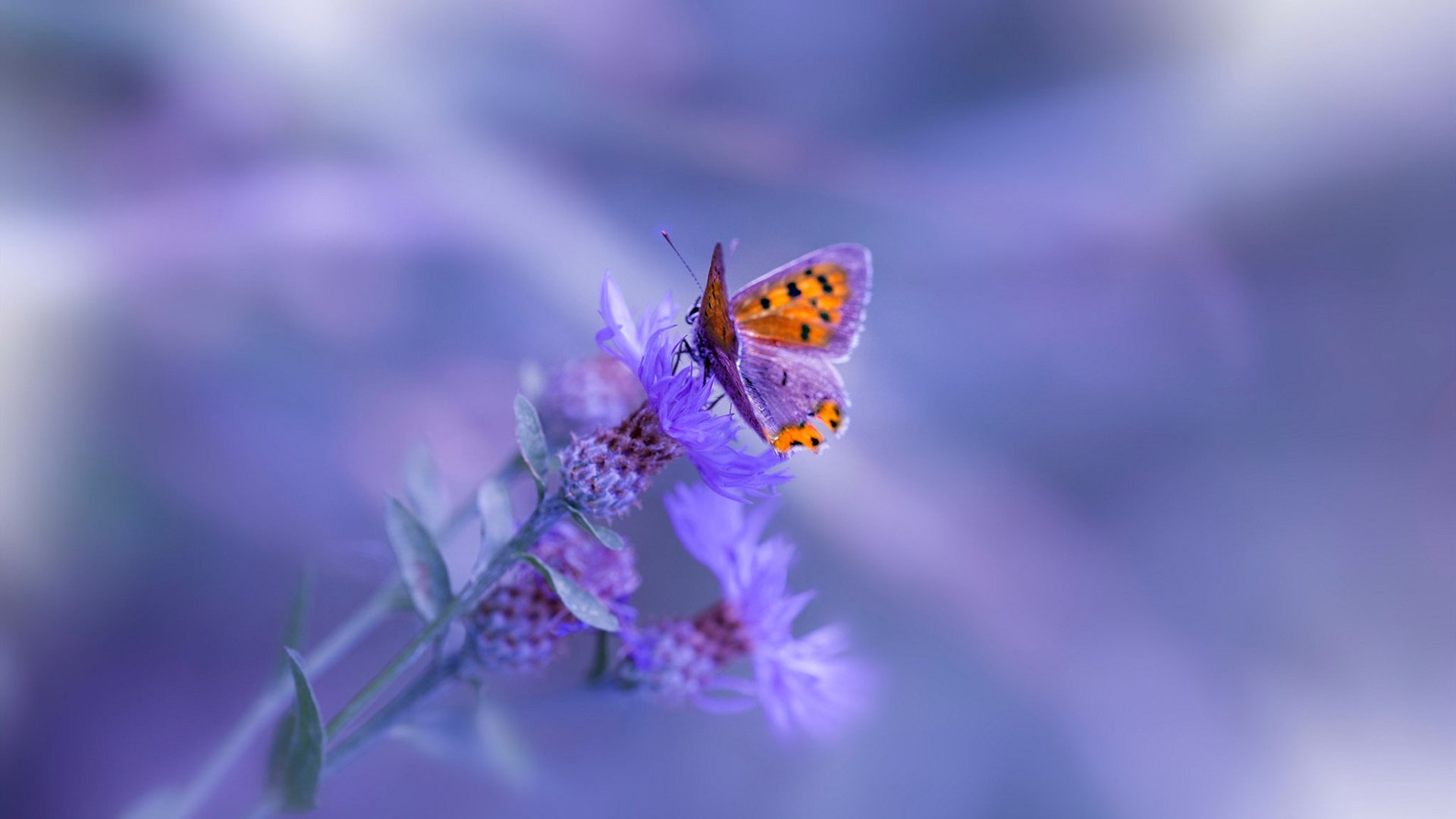 爱游戏娱乐-未来“欧洲天王”登场:新星闪耀欧冠,欧冠预言