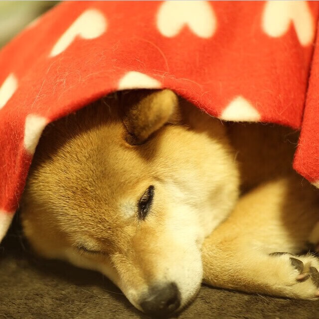 爱游戏直播-汉诺威士气高涨，连续获胜，汉诺威有限公司