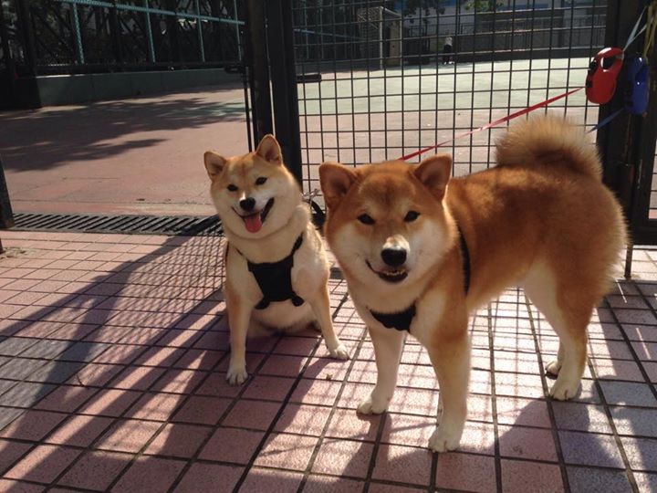 爱游戏官方入口-卡莱尔联防守稳定，蓝衫军誓取关键分，卡莱尔执教篮网