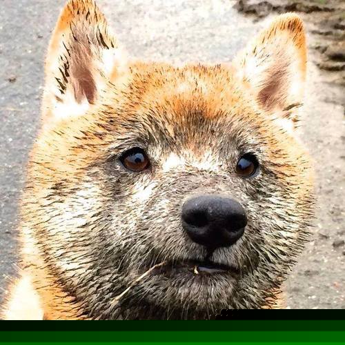 爱游戏智能体验-国足绝佳表现,夺得国际比赛桂冠,国足将观看夺冠