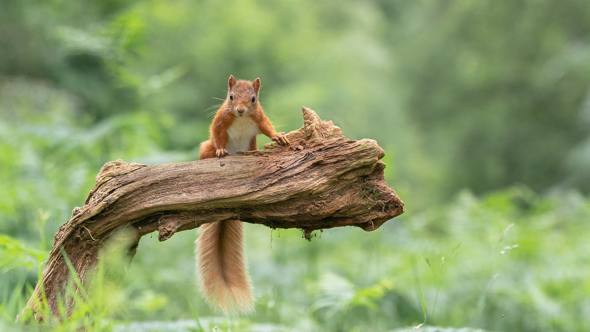爱游戏智能平台-英超球队基于动态数据分析调整边路突破策略,英超各队地图