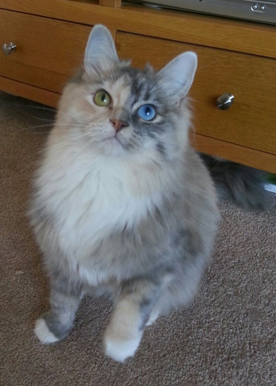 ayx-LOL中单对线博弈精彩程度不输打团场面，上单博弈