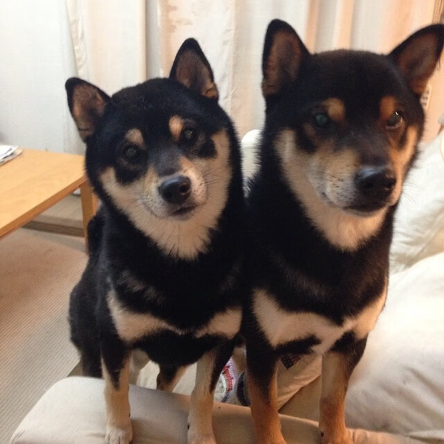 爱游戏线上-乒乓球队国际比赛成绩突出,乒乓球队国际比赛成绩突出的原因