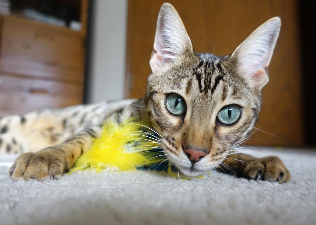 爱游戏体育-主力状态下滑期替补登场替代率变化对比分析,替补才是主力